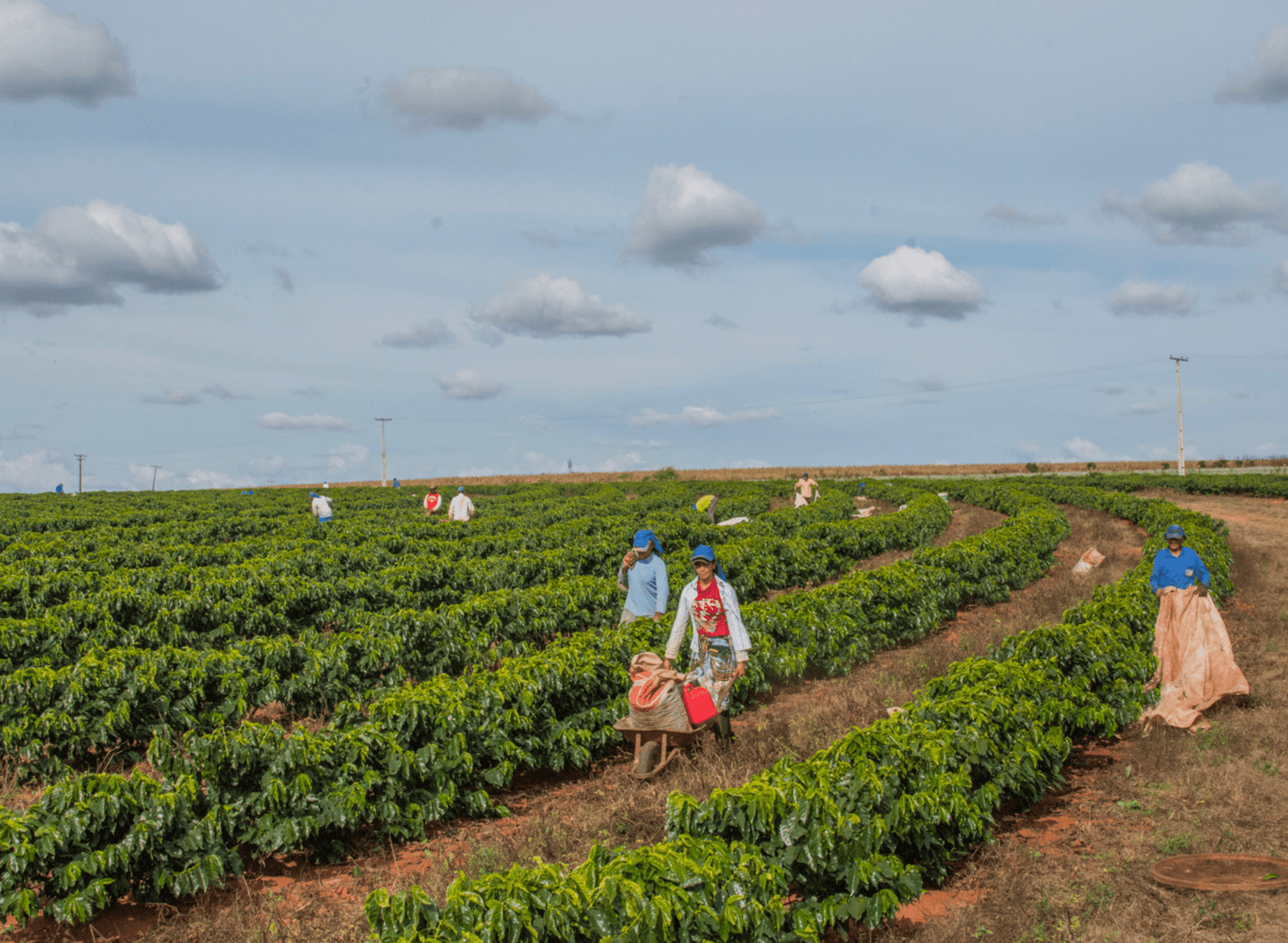 Espresso Blend - Character Coffee Roasters