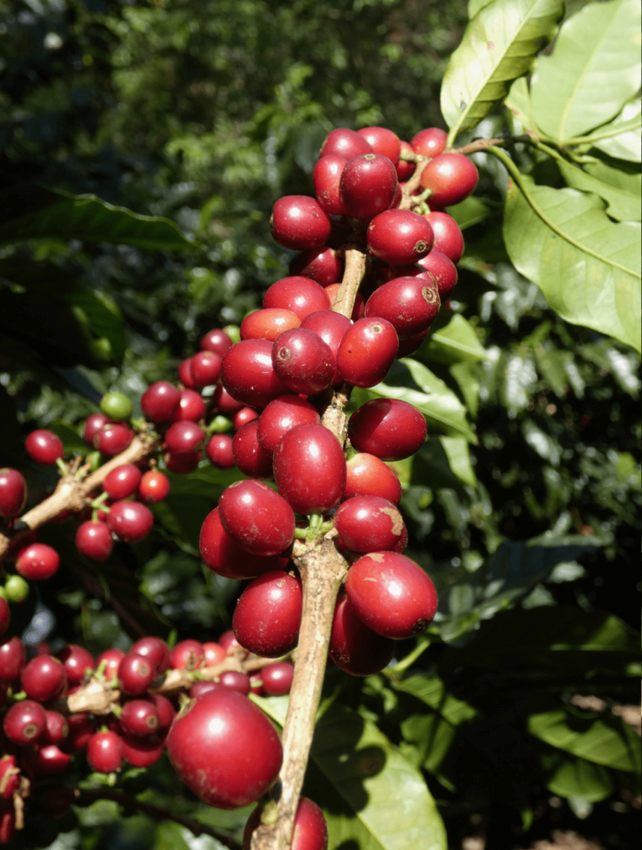 The Crowd Pleaser - Character Coffee Roasters