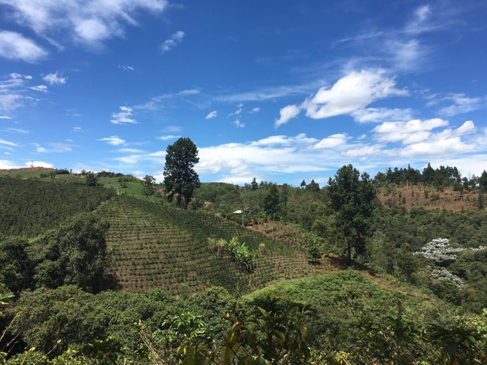 The Fruity One - Character Coffee Roasters