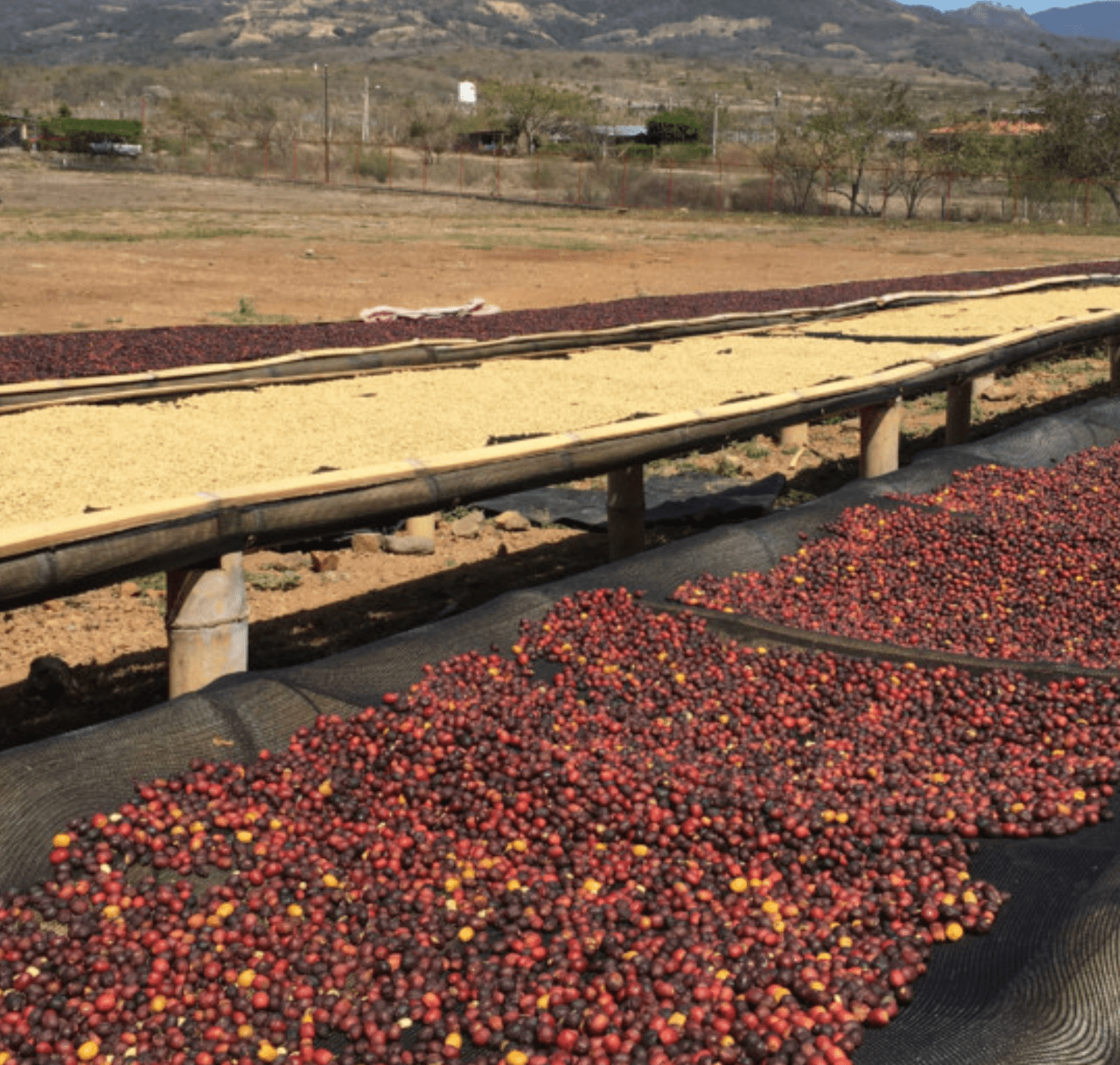 The Funky One - Character Coffee Roasters