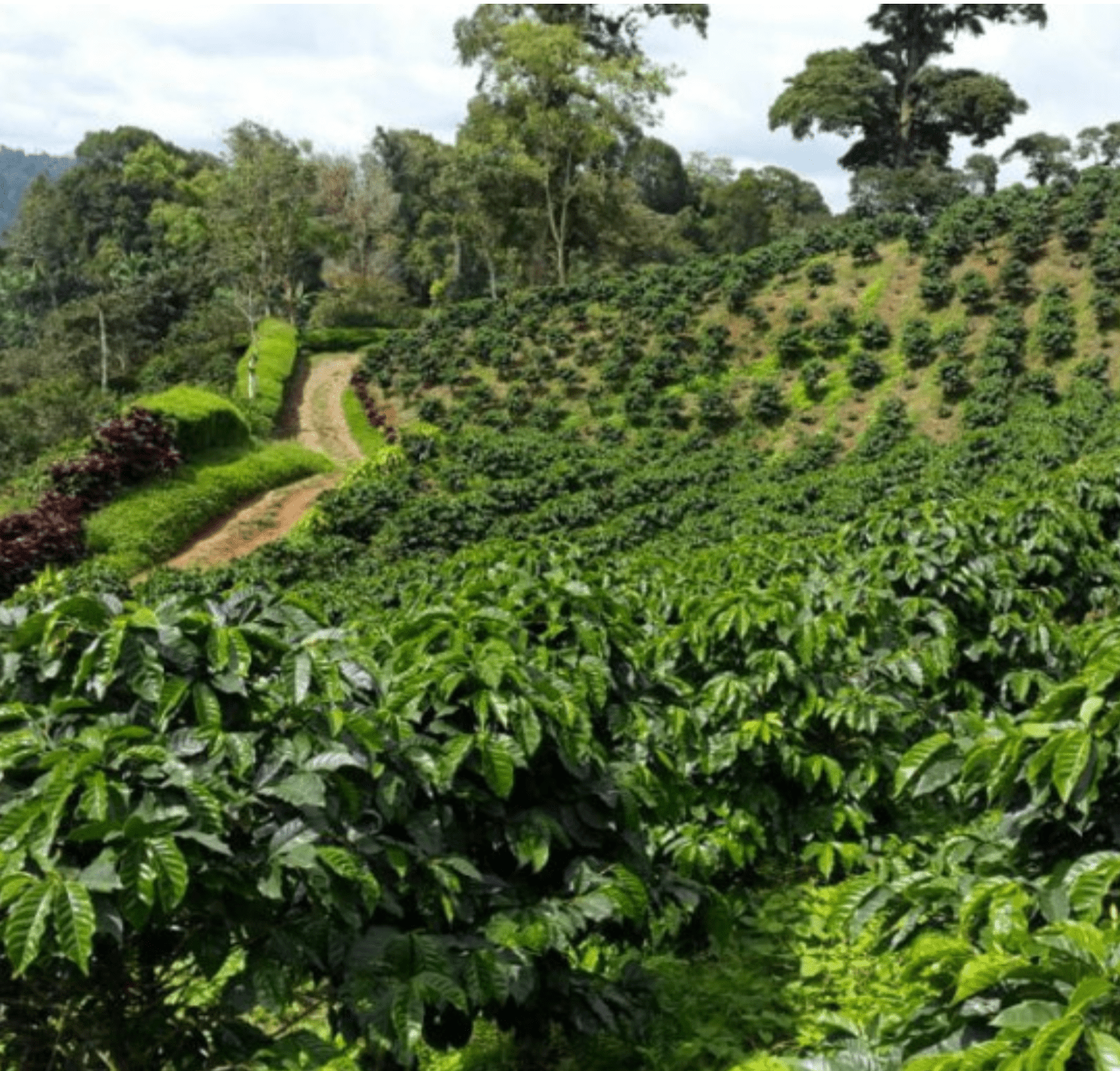 The Funky One - Character Coffee Roasters