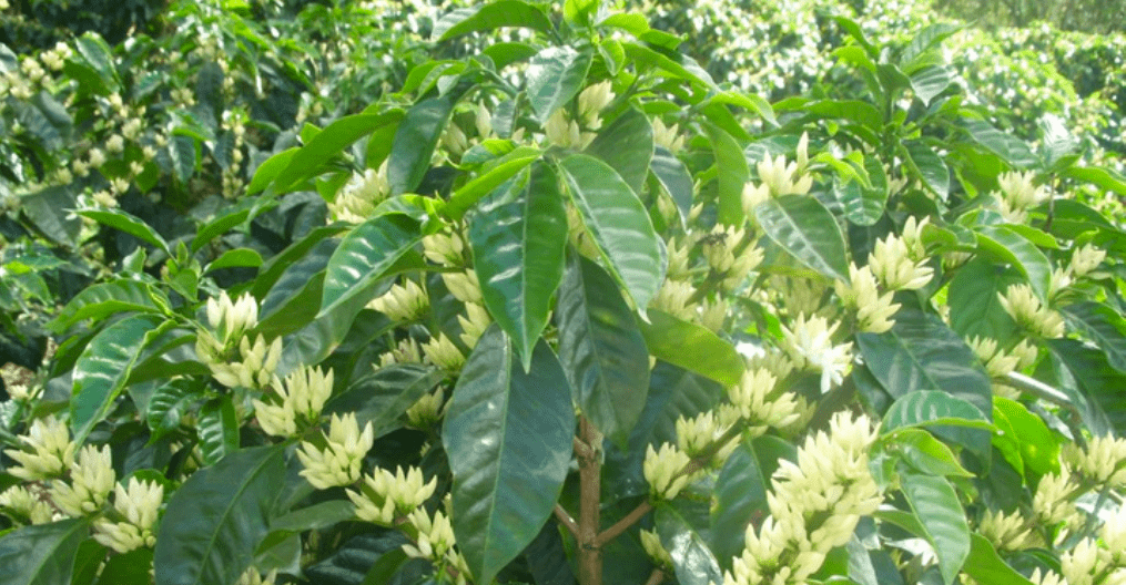 The Funky One - Character Coffee Roasters