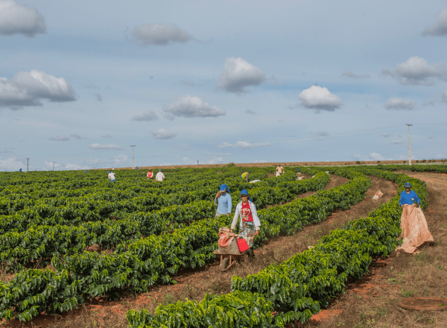 The Rich One - Character Coffee Roasters