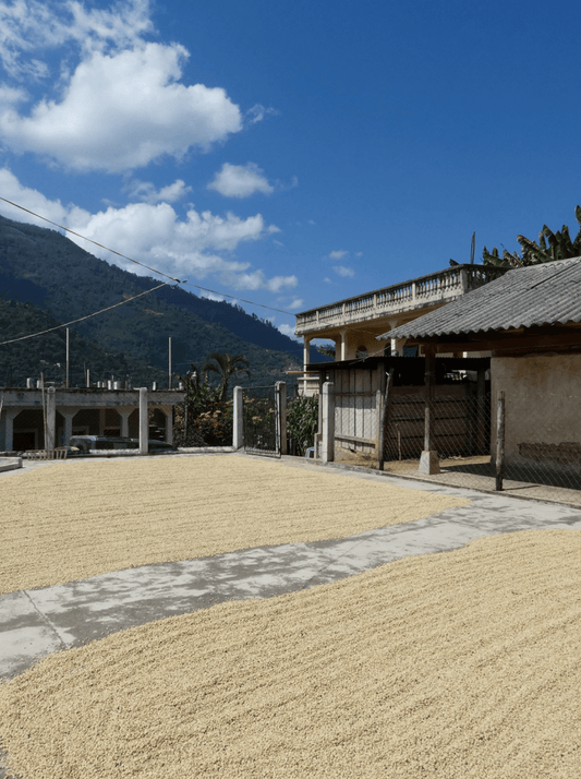 The Crowd Pleaser - Character Coffee Roasters