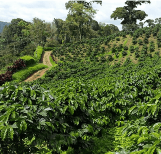 The Funky One - Character Coffee Roasters